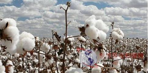 全球新棉产量前景仍有不确定性
