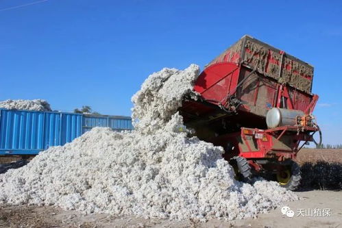 新疆棉花种植成本上涨,2022年土地费或继续涨