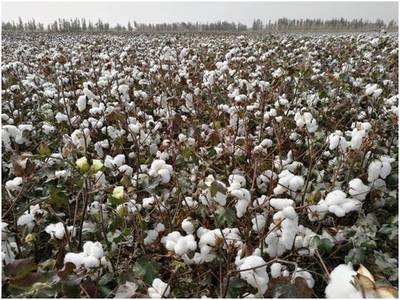 【关注】2017’新疆棉花产量调研及供需对接调研团赴疆调研(七)