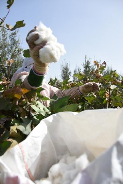 新疆2020年棉花产量占全国87.3%