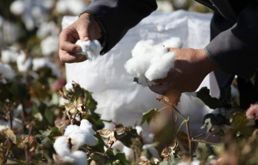 今秋将投放棉花收购贷款500亿元左右,支持企业收购棉花300万吨以上