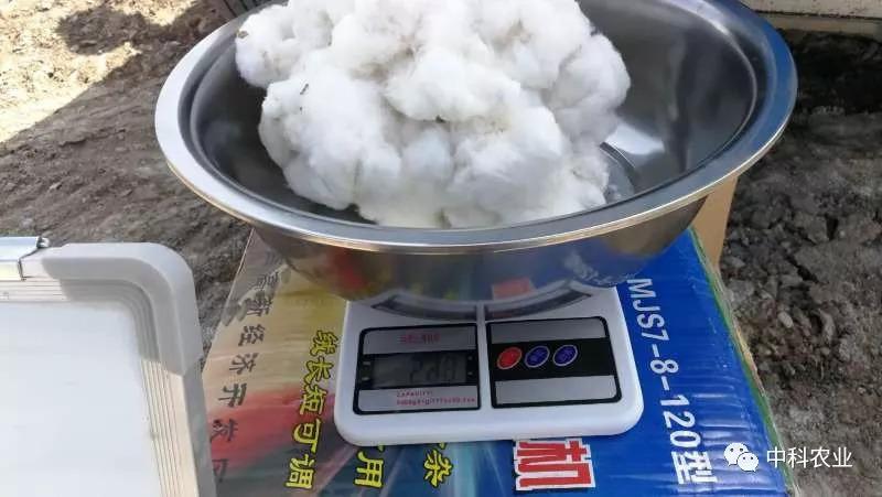 【售后服务】-中科农业棉花品种衣份测量报告