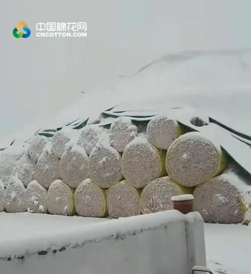 图片新闻 北疆 大雪来袭 棉企暂停收购