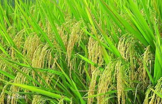 玉米没有最低收购价格,下个取消的就是水稻