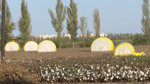 第五师双河市77万亩棉花进入采收期