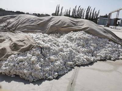 新疆库尔勒:棉企零星收购 拾花工仍未到位