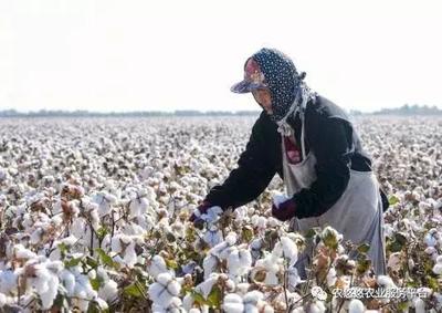 新疆是这样收购棉花的