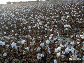 新疆棉花零星开秤,近期各地籽棉收购价格