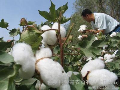 供应棉花 棉花加工 棉花收购 棉纱线 优质棉花