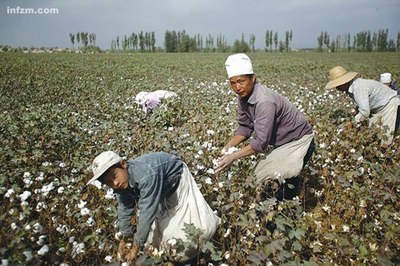 期货拽动新疆棉花市场 籽棉收购价几个月翻一番_新闻中心_新浪网